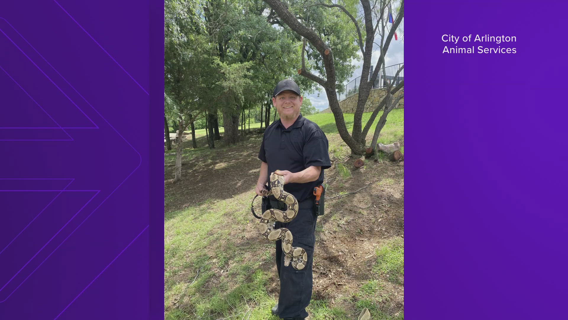 An Arlington Parks and Recreation employee spotted a large boa constrictor snake in a tree at Veterans Park.