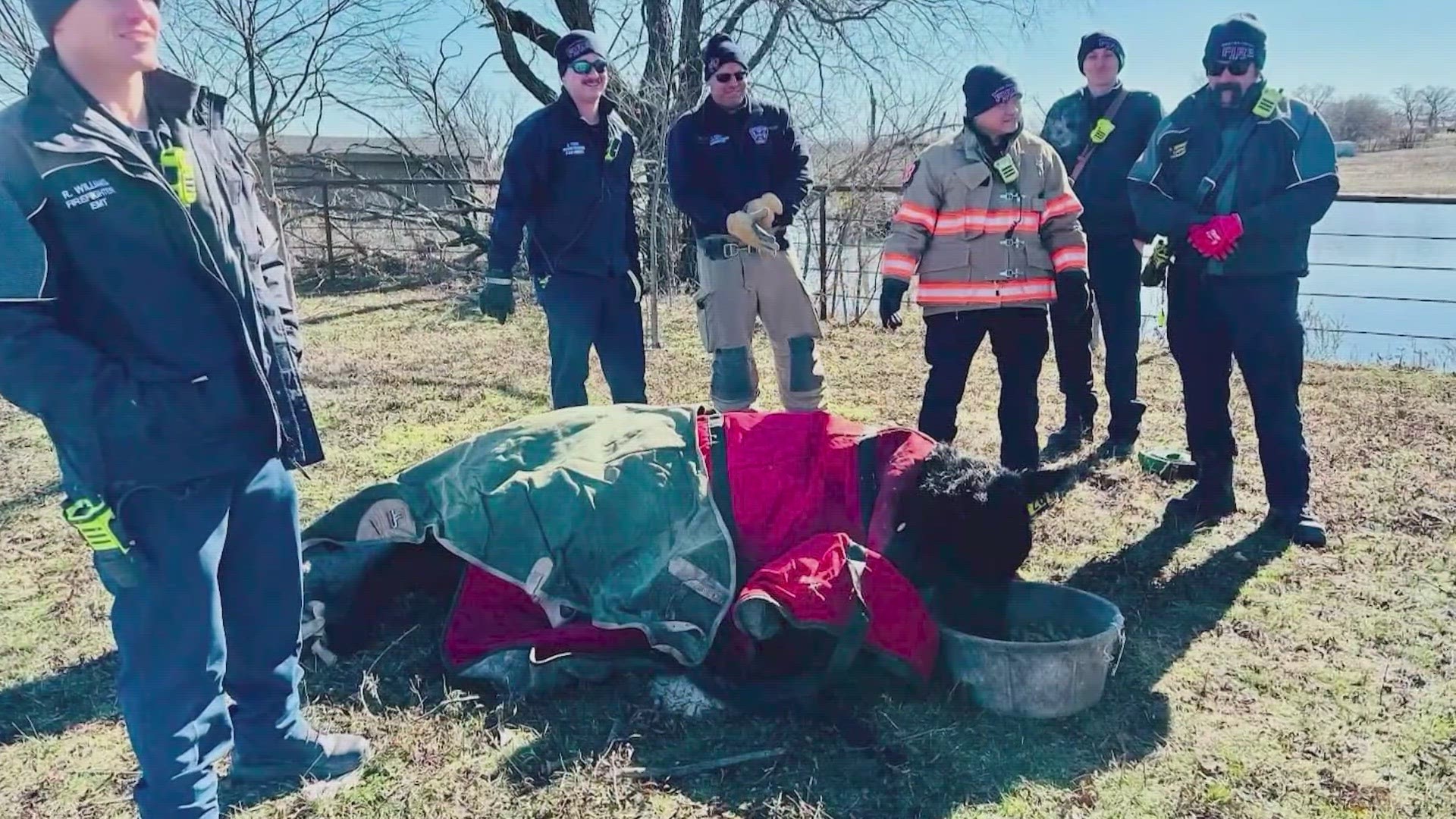 Crews used straps and a tractor loaned by a firefighter's father-in-law to bring the cow out of the pond.