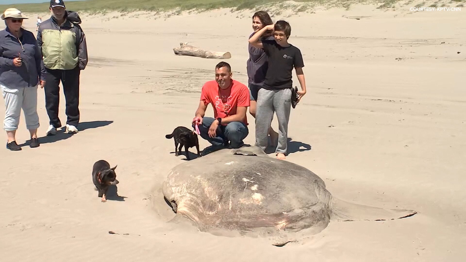 A massive rare fish, the hoodwinker sunfish, thought to only live in temperate waters in the southern hemisphere washed up on Oregon’s northern coast.