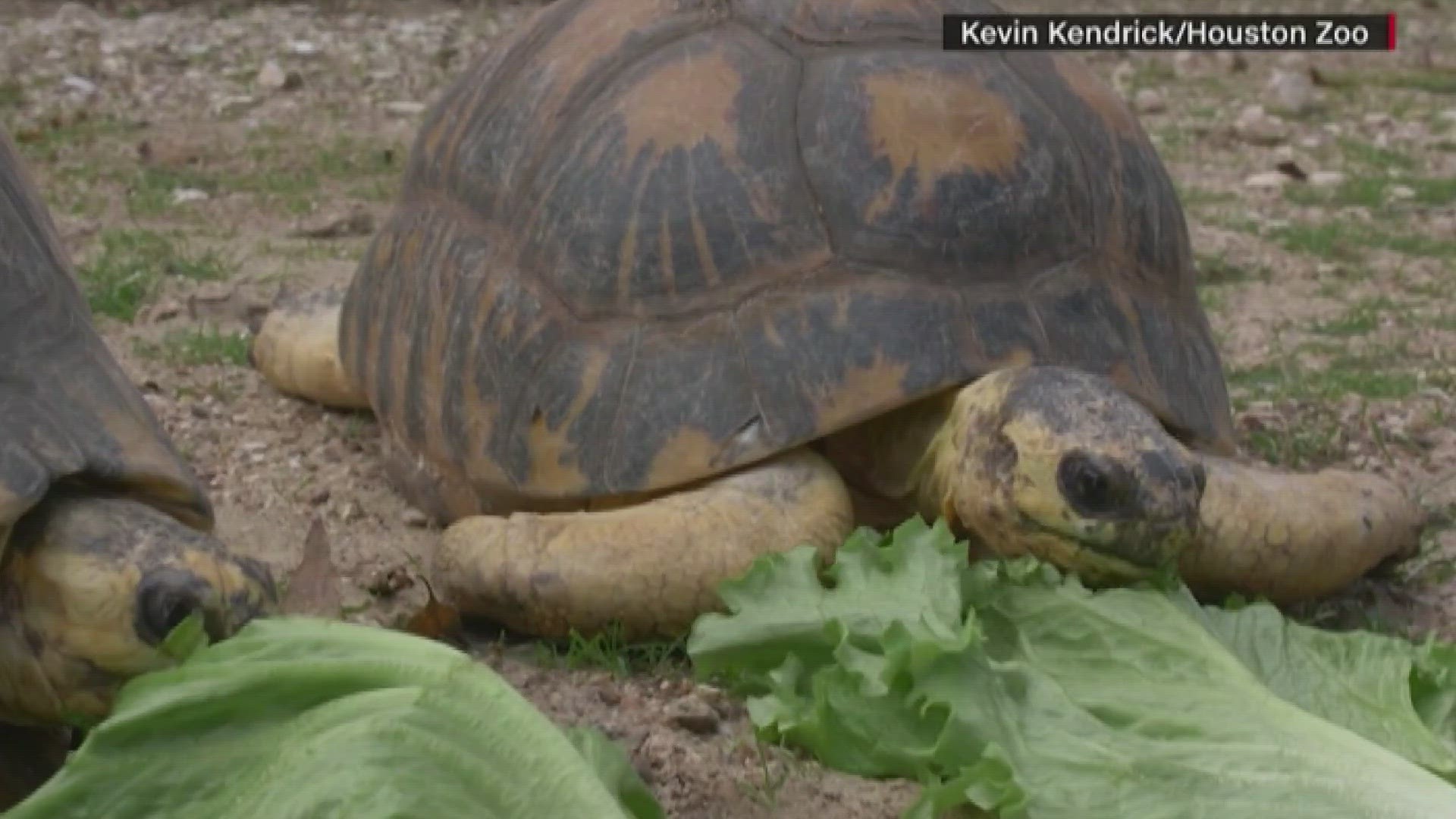 At 90 years old, ‘Mr. Pickles, the tortoise, is the proud dad of three little ones after the three radiated eggs hatched.