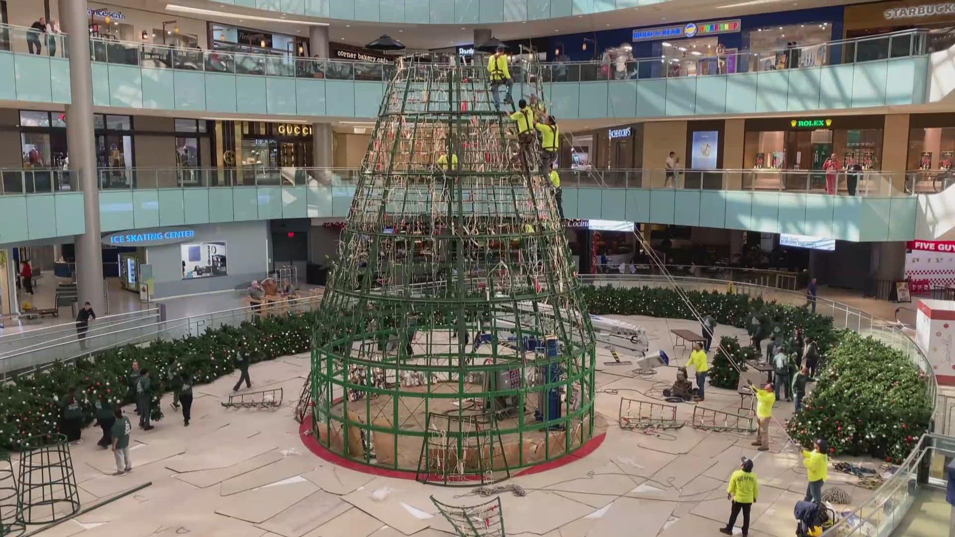 Galleria Dallas has started putting up its iconic Christmas tree, which it claims is the largest  indoor tree in the country.