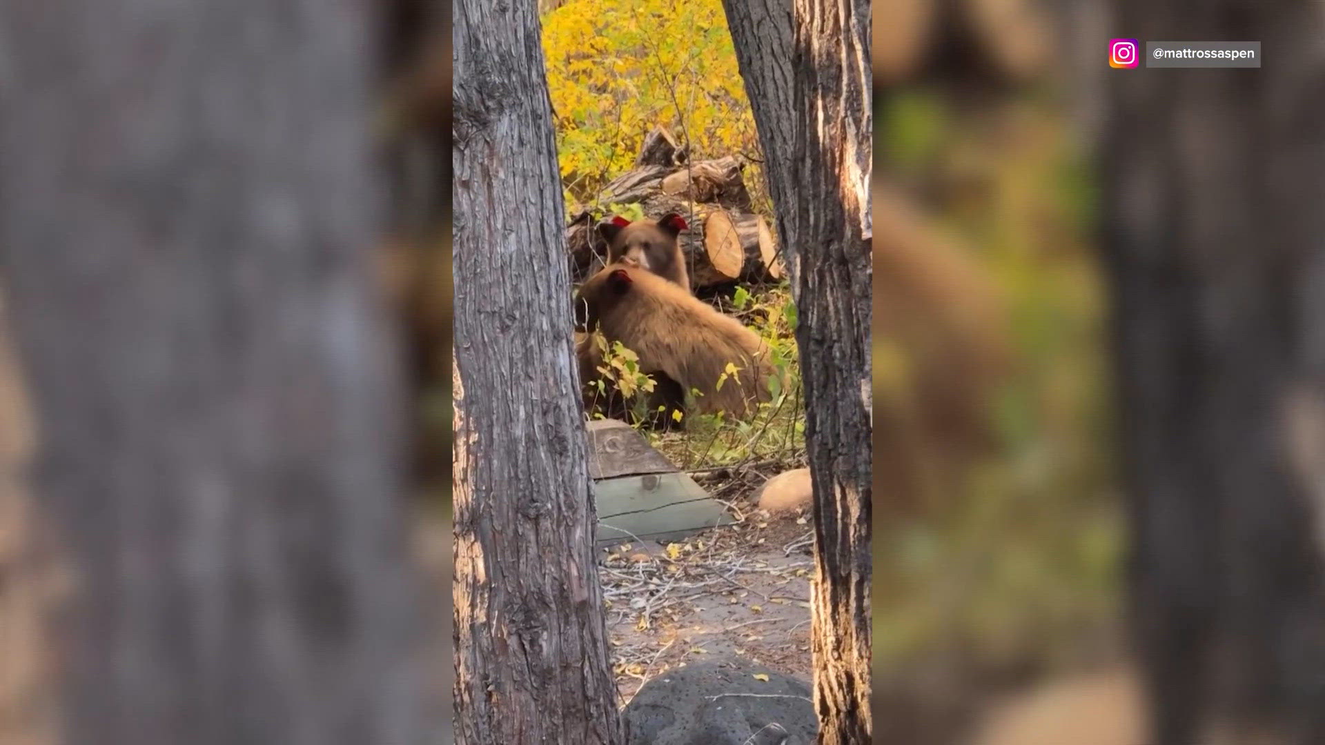 Bear Rocker In the feed: Unpleasant surprise, rocking out, Colorado bear sightings ...