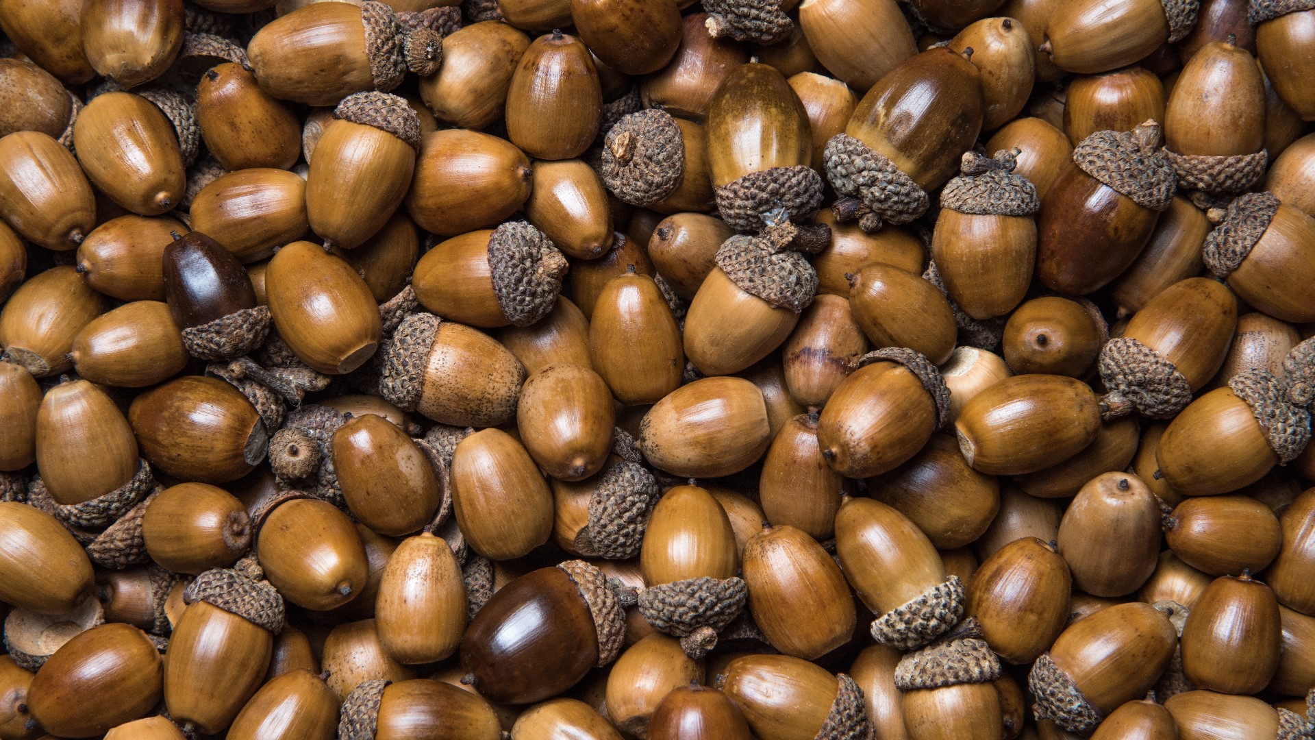 Acorns are being produced in huge quantities this fall. Here's why.