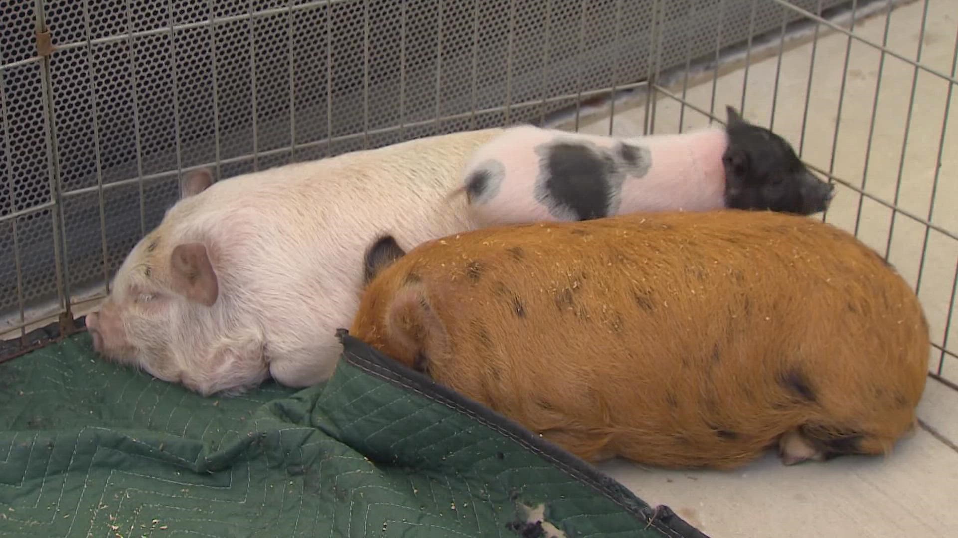Arlington Mayor Jim Ross saved three pigs from the pitmasters to help promote the "Q BBQ Fest" at AT&T Stadium.