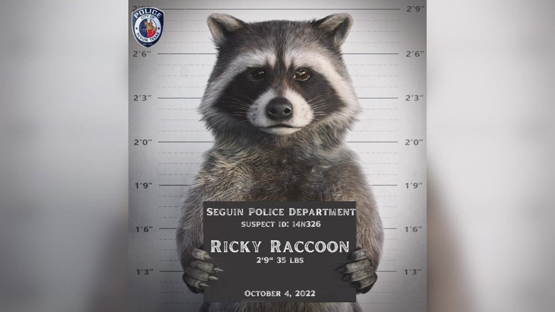 Texas police name 'Ricky Raccoon' as suspect in local power outage 🤔