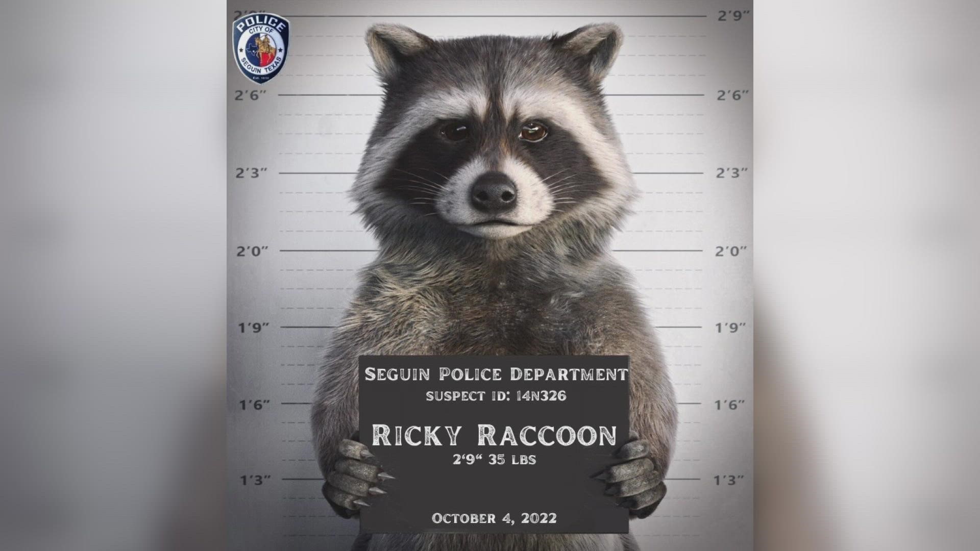 Ricky Raccoon has been taken into custody, thankfully.