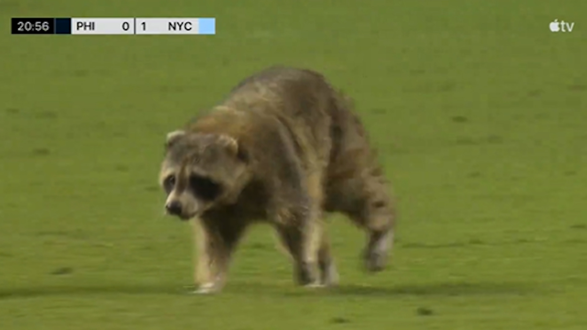 A raccoon invaded the field during the Philadelphia Union vs. New York City FC match, which stopped play for several minutes as crews tried to catch the animal.