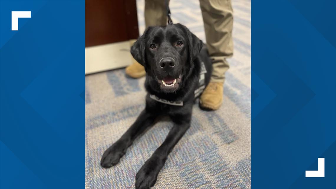 Dallas police: Meet new K-9 officer Remi | wfaa.com