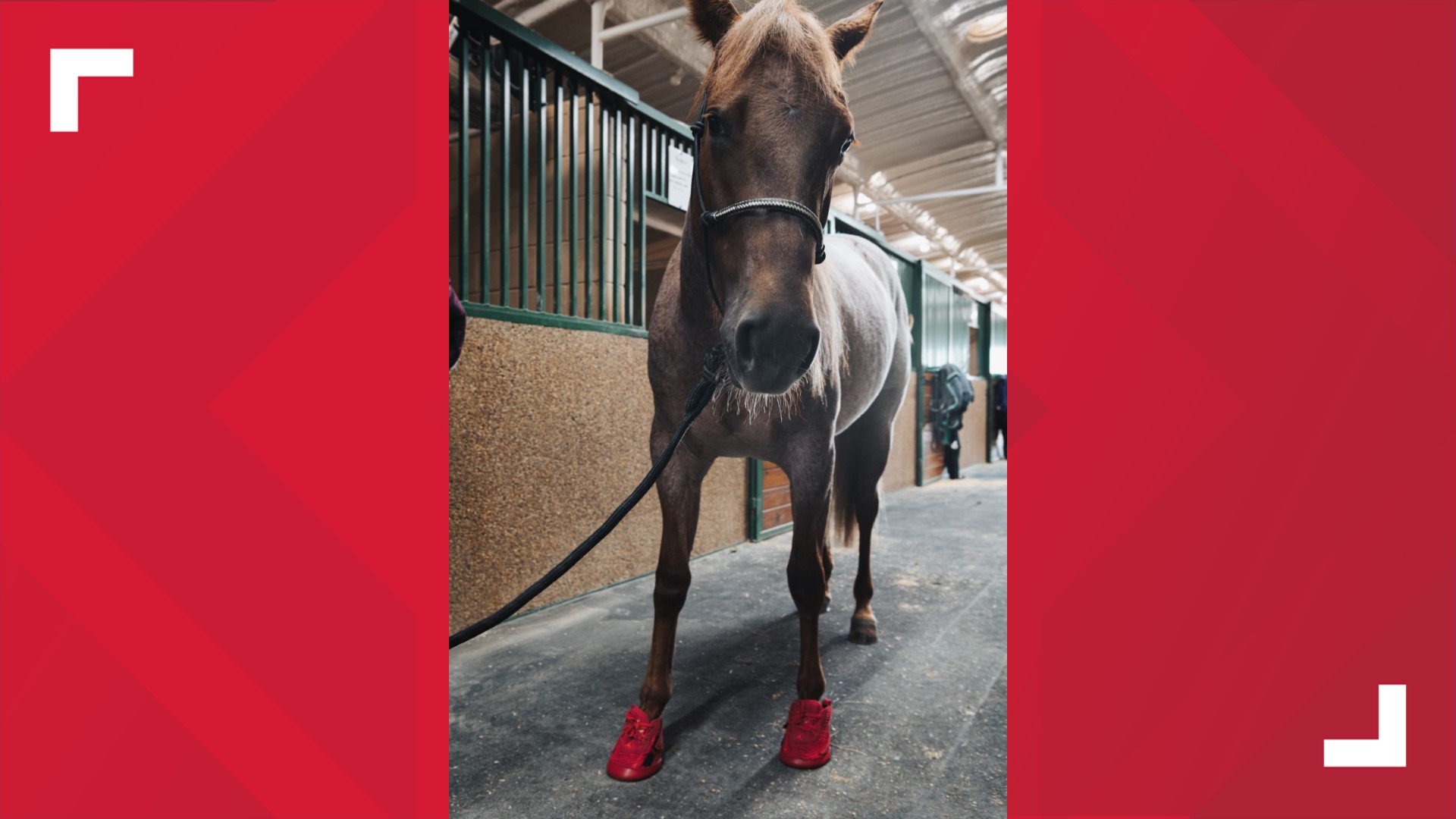 luka doncic custom shoes
