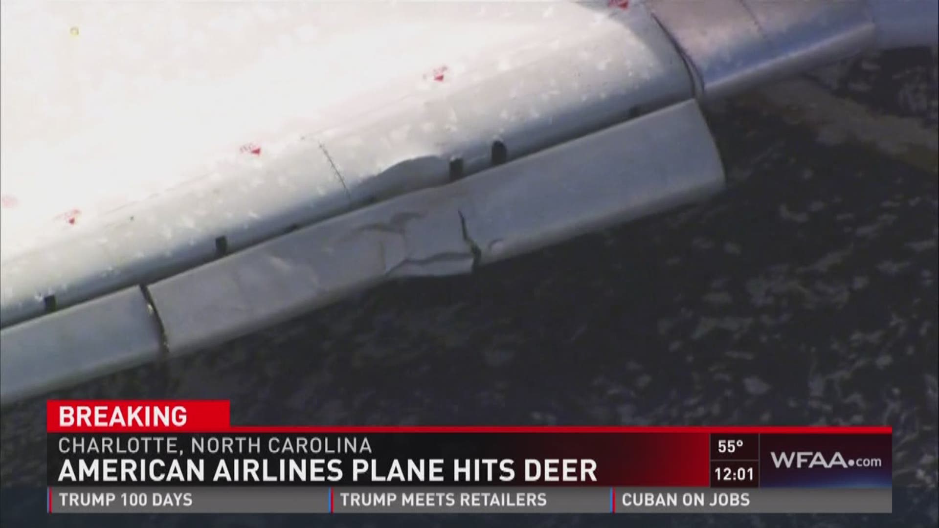 American Airlines plane hits deer on runway