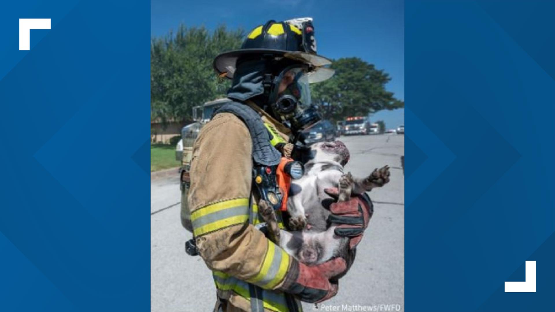 Dog killed, 2 others rescued in North Texas house fire | wfaa.com