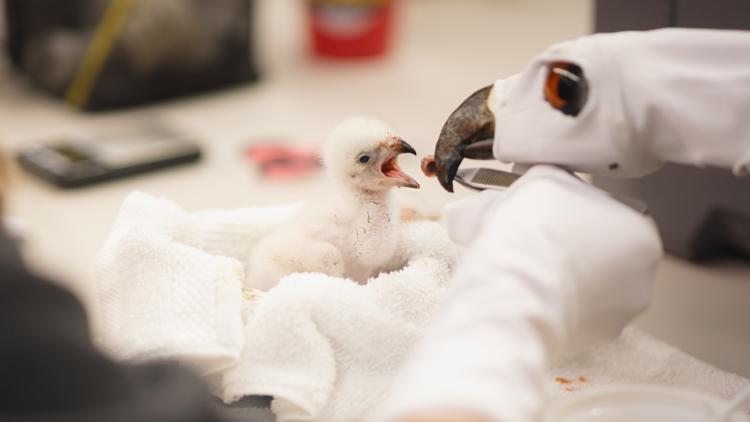 Fort Worth Zoo hatches first African fish eagle chick in 117-year ...