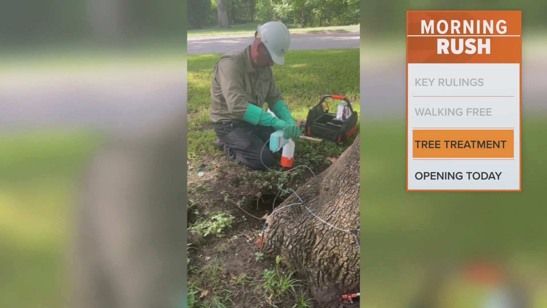 Tree-killing beetle invades North Texas