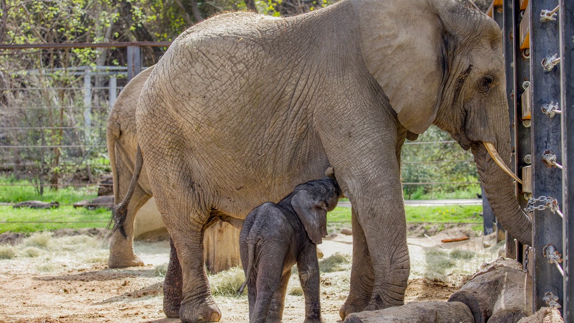 african elephant baby