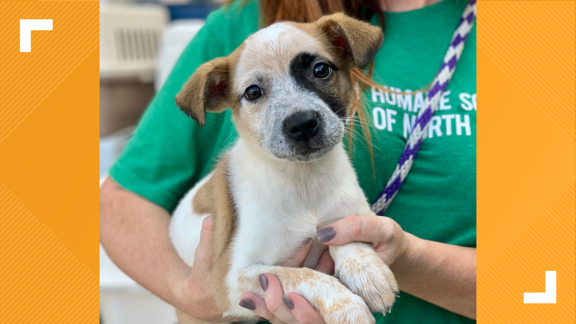 Adoptable dogs relocated to North Texas ahead of Hurricane Sally 