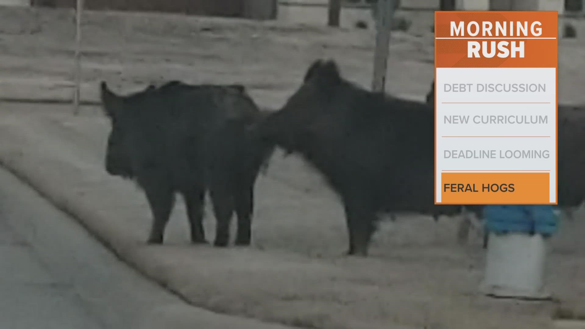 Two north McKinney neighborhoods have seen a drove of feral hogs in their neighborhoods in the last several days.