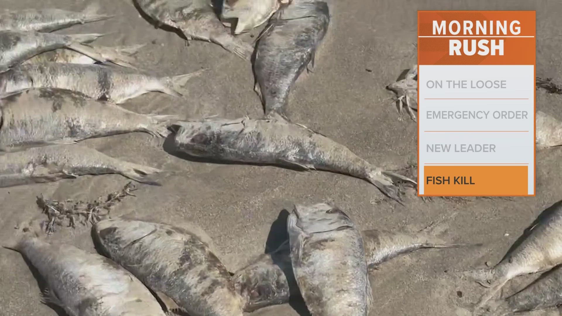 In June, the oxygen levels of the Gulf of Mexico dropped, causing a lot of fish to die.