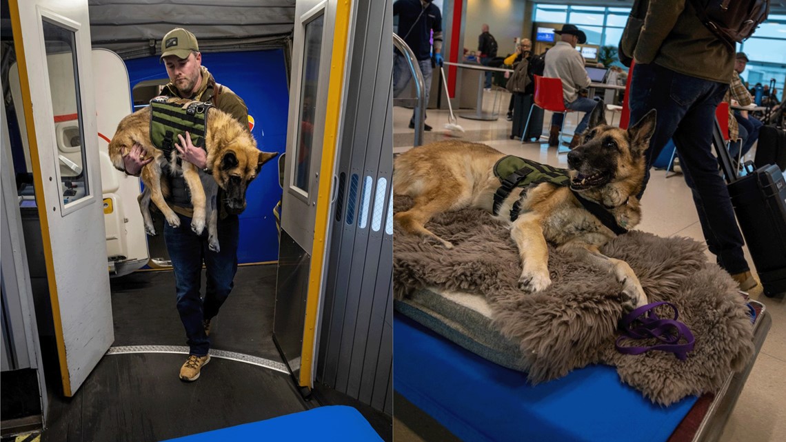 Service dog takes final flight home on Southwest