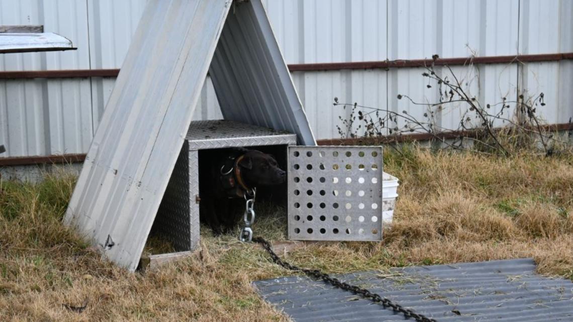 More than 100 animals seized at North Texas property | wfaa.com