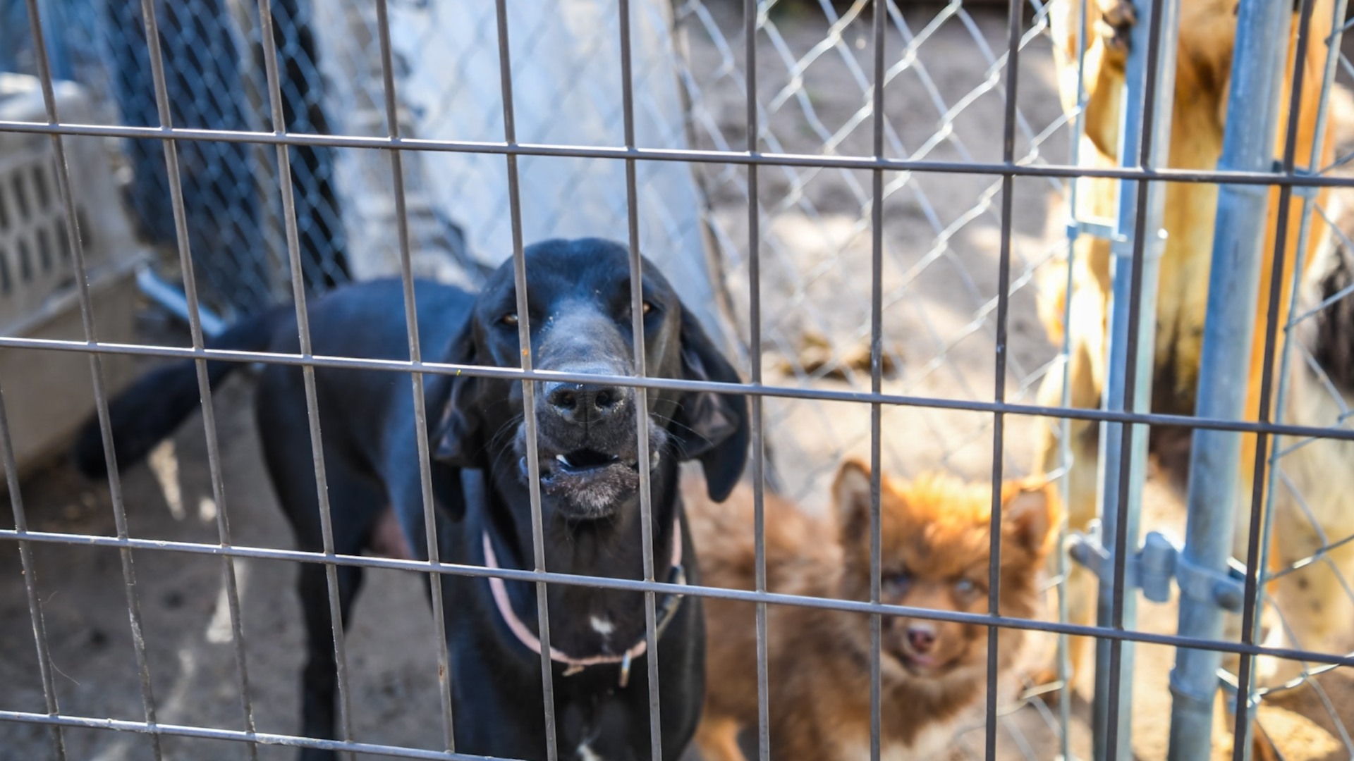 More than 100 animals seized from Erath County TX property | wfaa.com