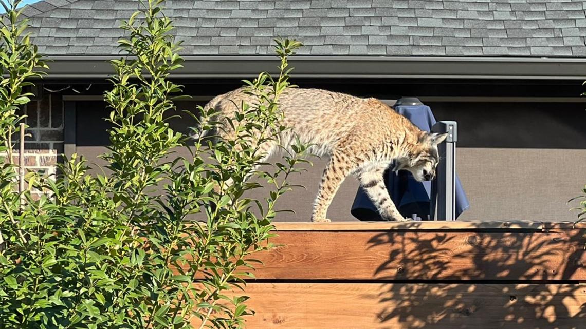 'She just looked lifeless' | Small dog owner recounts pet's scary encounter with a Bobcat in Frisco