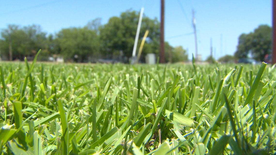 Texas lawn care expert shares cheap tips to keep grass green