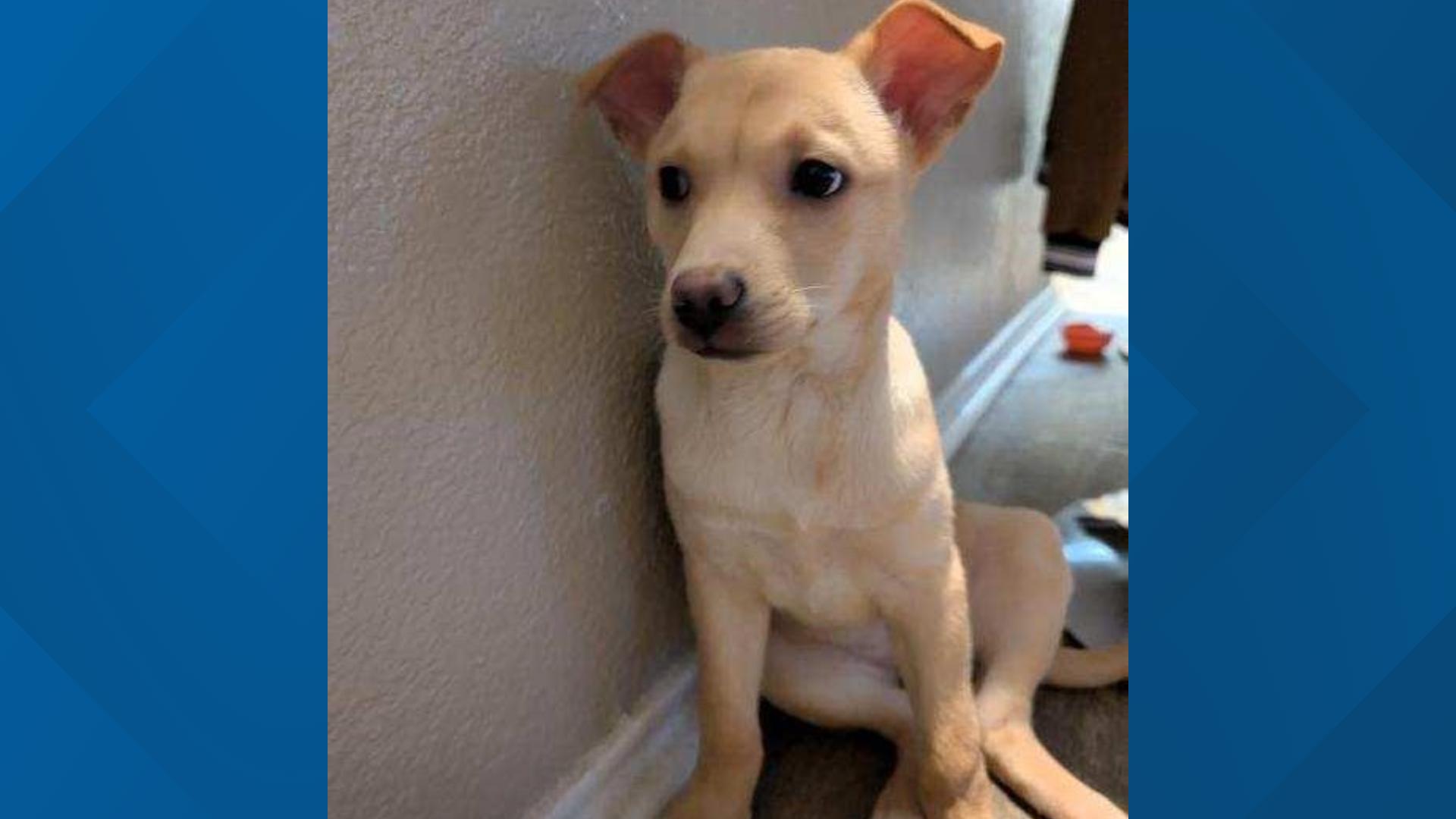 Greenville, Texas: Man charged with animal cruelty in puppy's death ...
