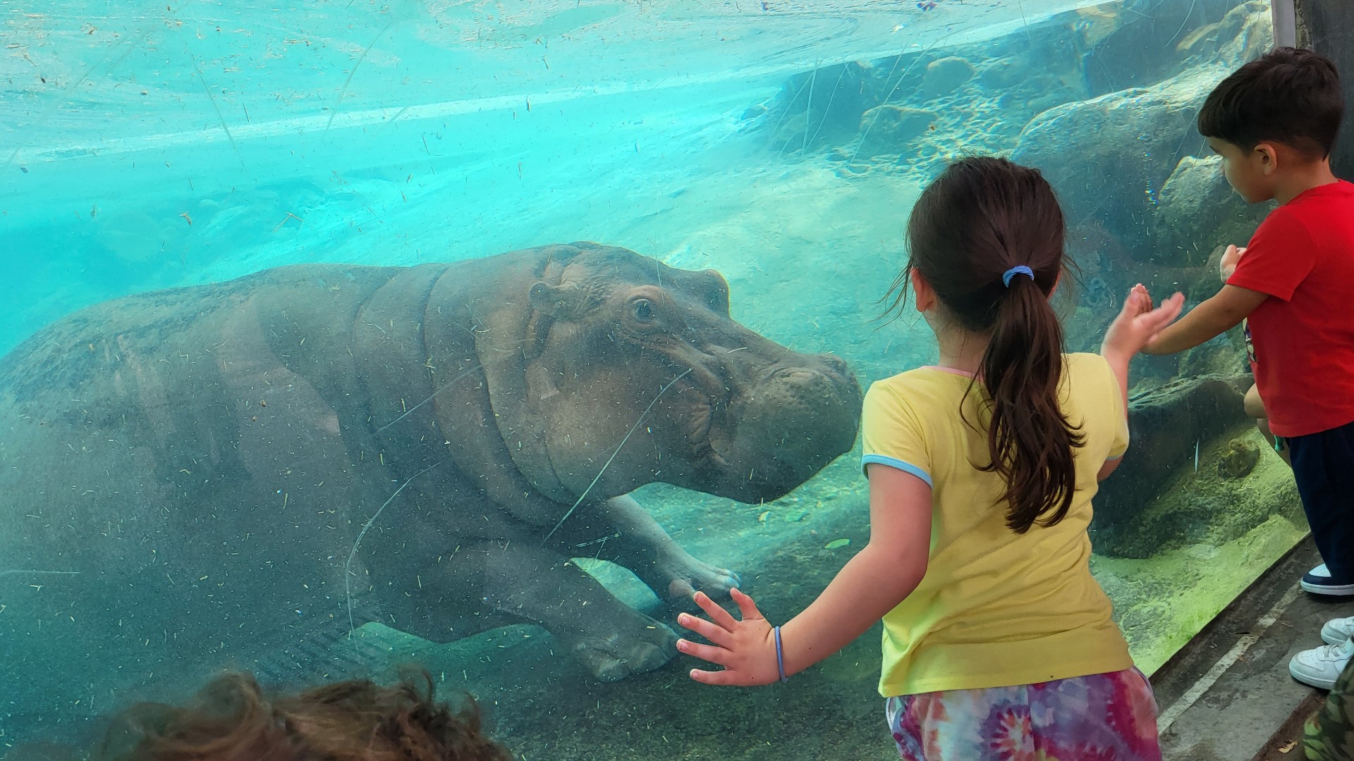 Join WFAA for Family First Day at the Dallas Zoo on Sept. 16 | wfaa.com