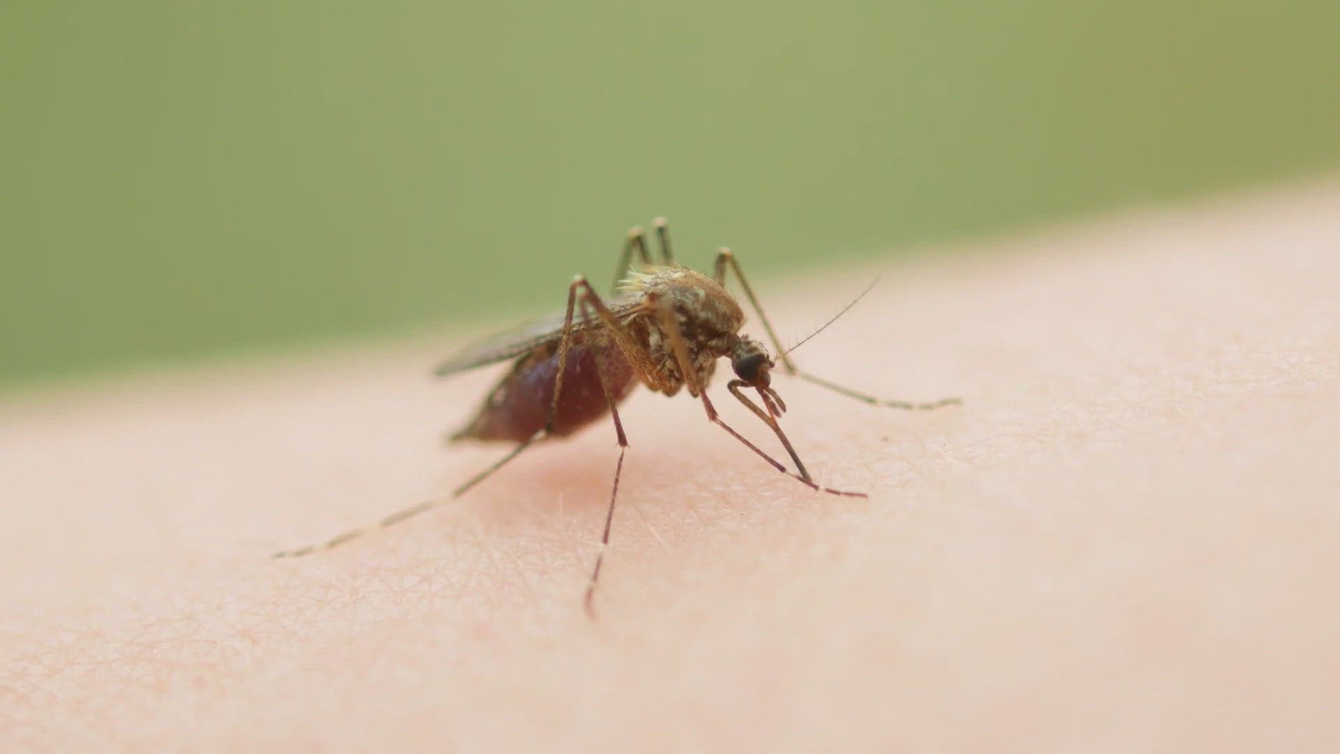 Multiple North Texas ZIP codes have reported human cases of contracting West Nile Virus. Here's how to keep yourself safe.