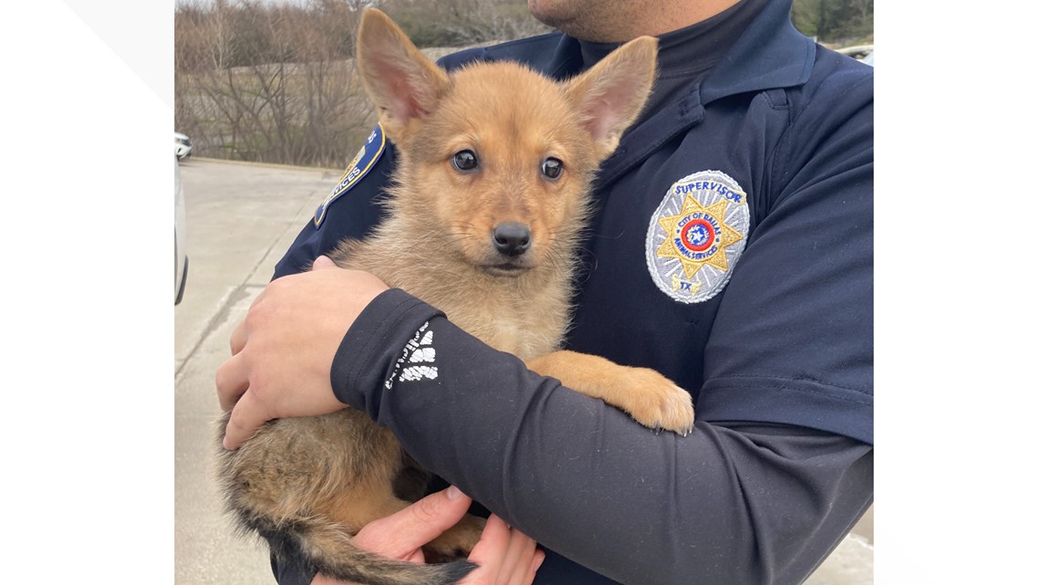 Puppy or coyote? This adorable pup ‘Toast’ found by police near dumpster in southern Dallas