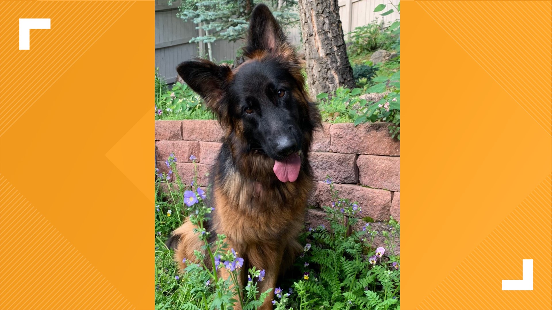Arlington, Texas: Dog trainer charged with animal cruelty | wfaa.com