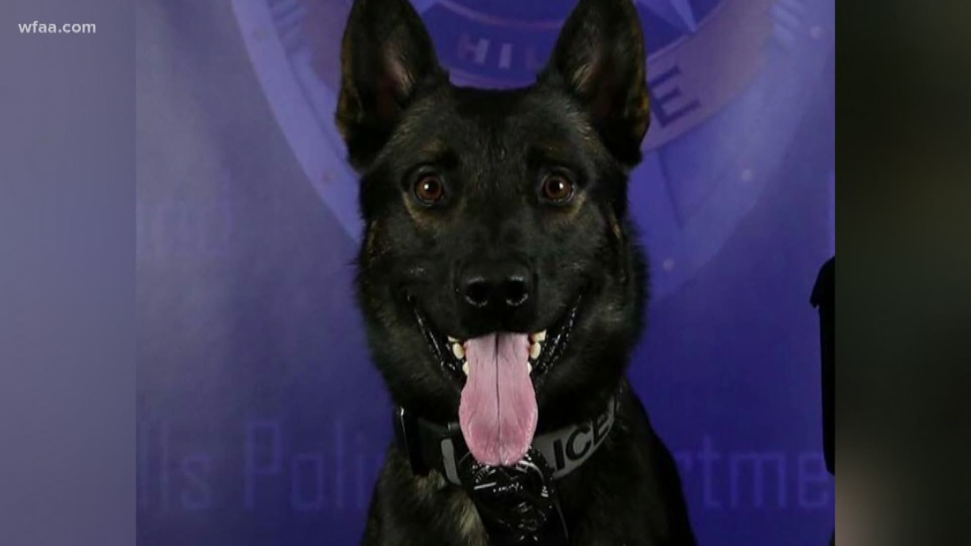 The dog was shot in the line of duty in January.