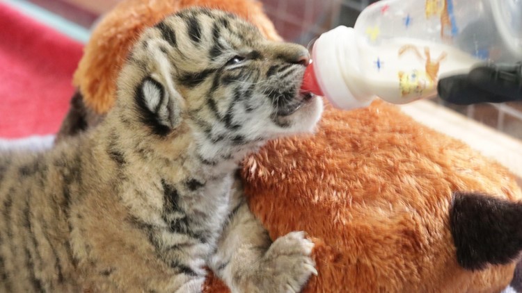 Cub update: Watch our Amur tiger cubs' adorable first moments