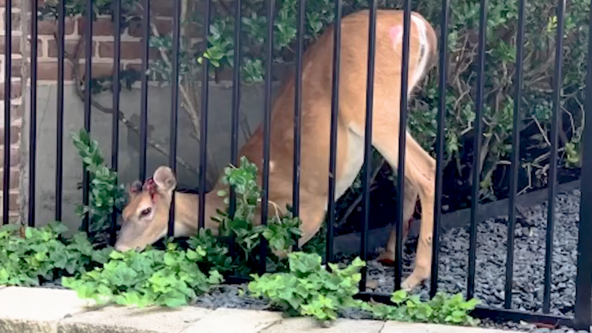 The city of Plano recently released this video showing animal services officers rescuing a deer caught up in an iron fence.