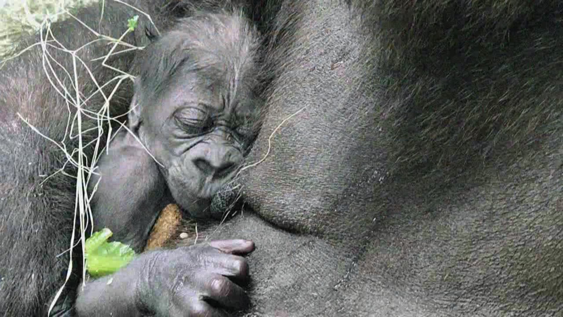 Hope, 22, gave birth to a baby gorilla last week.