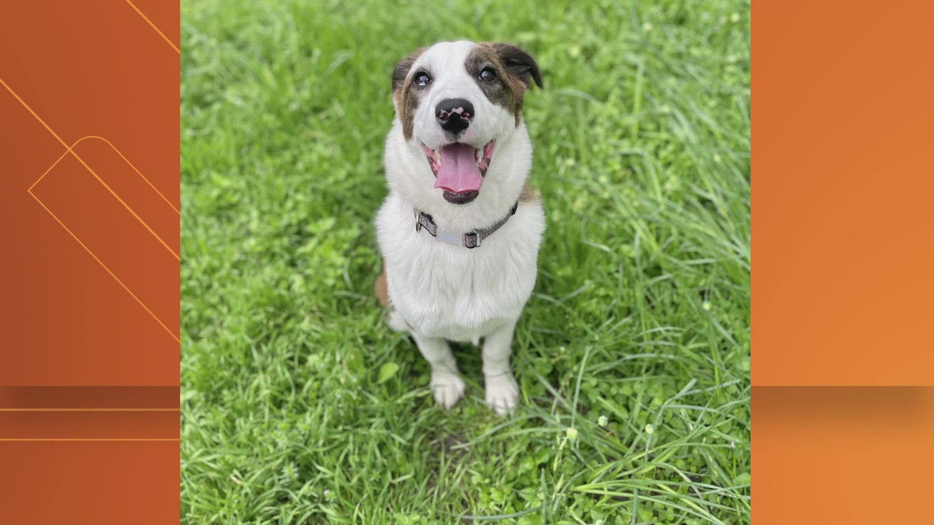 Many North Texas shelters are in need as they take in more animals than they have room for. The Dallas Animal Shelter over 150% capacity for dogs in their kennels.