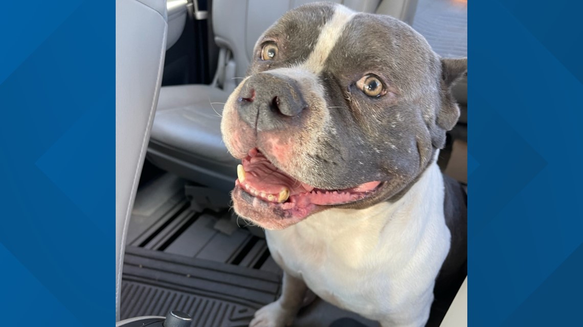 Texas dog reunites with family after going missing for months | wfaa.com