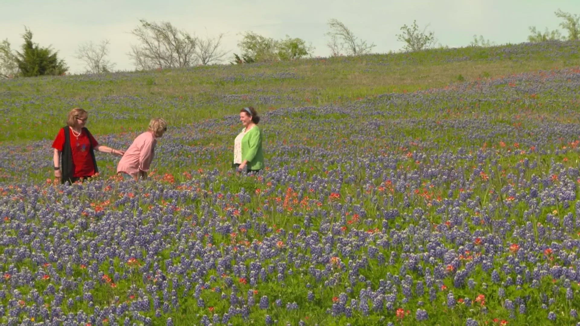 Ennis Garden Club asks solar eclipse visitors not to trample beloved state flower