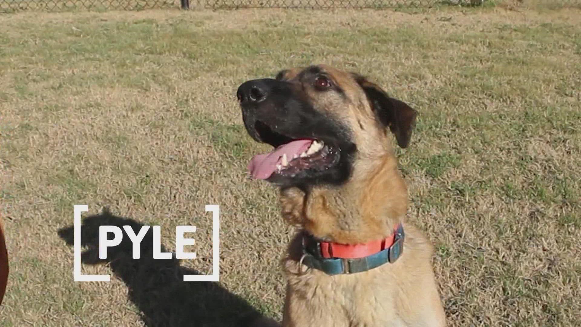 This German Shephard mix is a "pile" of fun looking for his fur-ever home.
