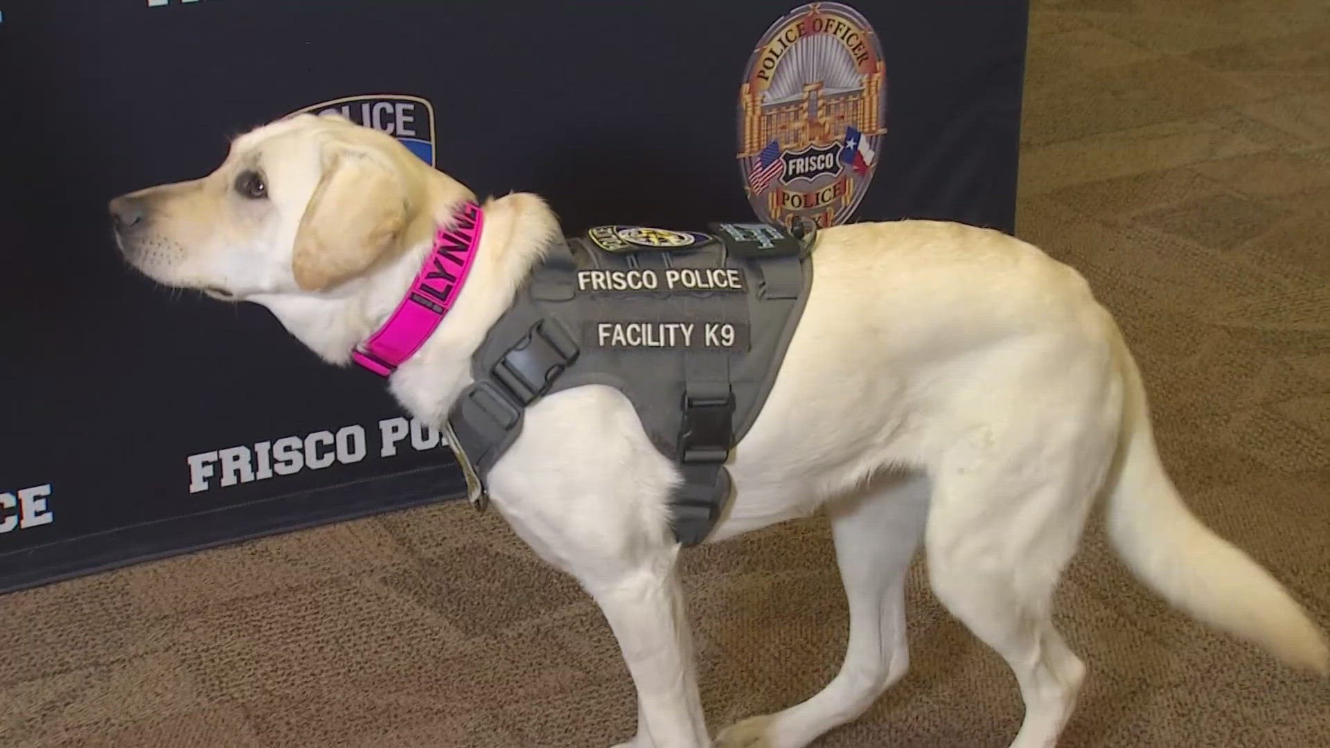 Inmates, some even serving life sentences, train the dogs up to nearly 40 different commands until they're ready for first responders or veterans.