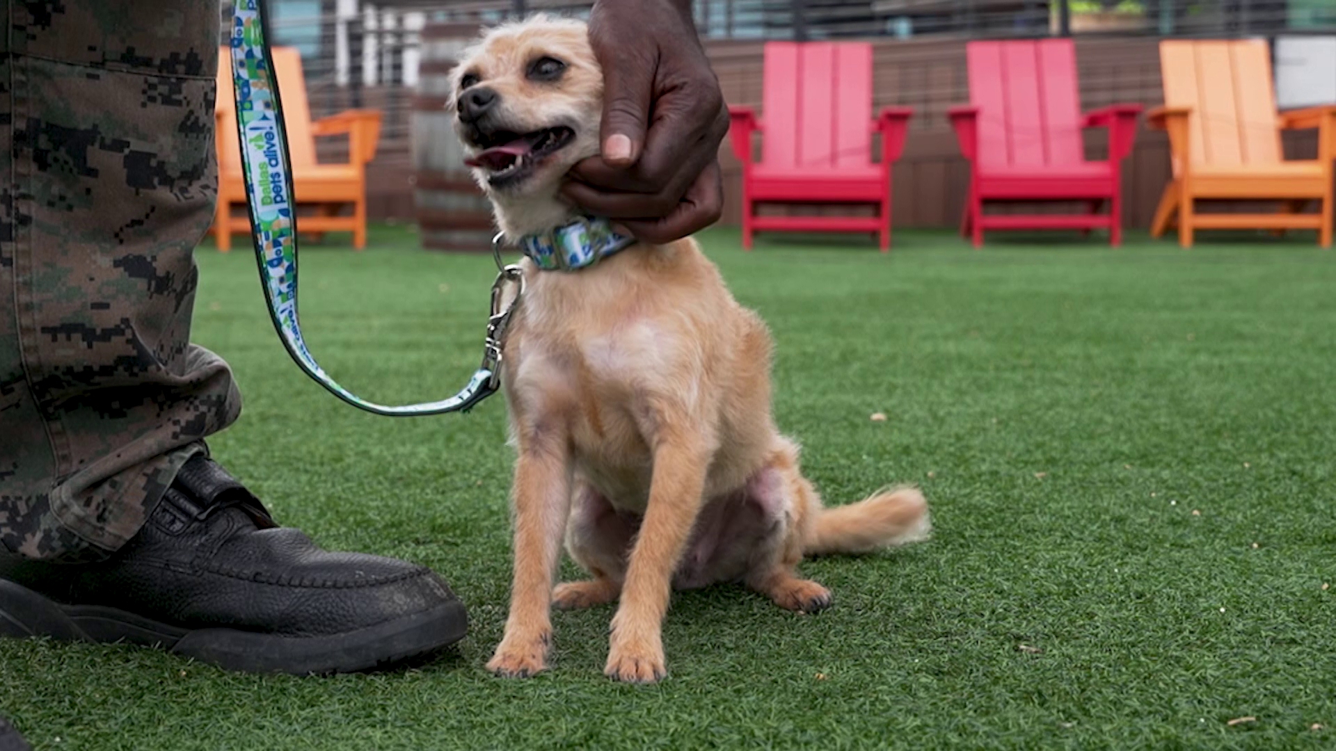 “They taught me love. Because I really didn’t experience love that much,” one of the teens in Gainesville State School’s BARK Dorm said of the dogs he’s fostering.