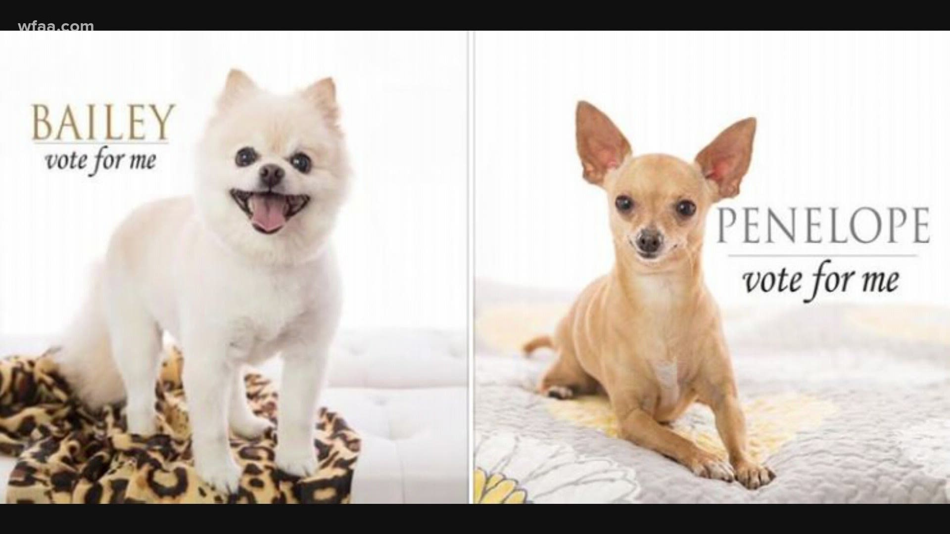 Anyone can help raise money by voting in the competition for the Tiny Dog Calendar, and WFAA's Kara Sewell has two favorites she's campaigning for.