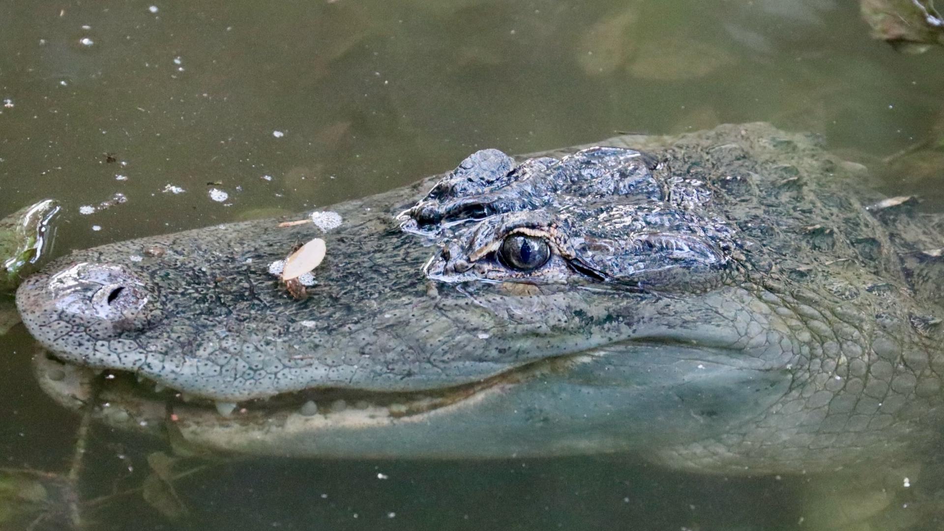 WFAA viewer Johnny Ahrens spotted an alligator behind his home in Coppell, TX.