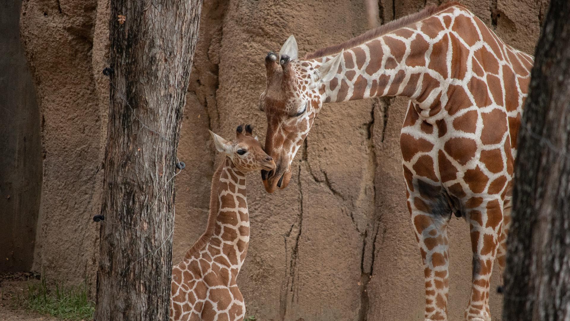 Baby Giraffe born at Dallas Zoo