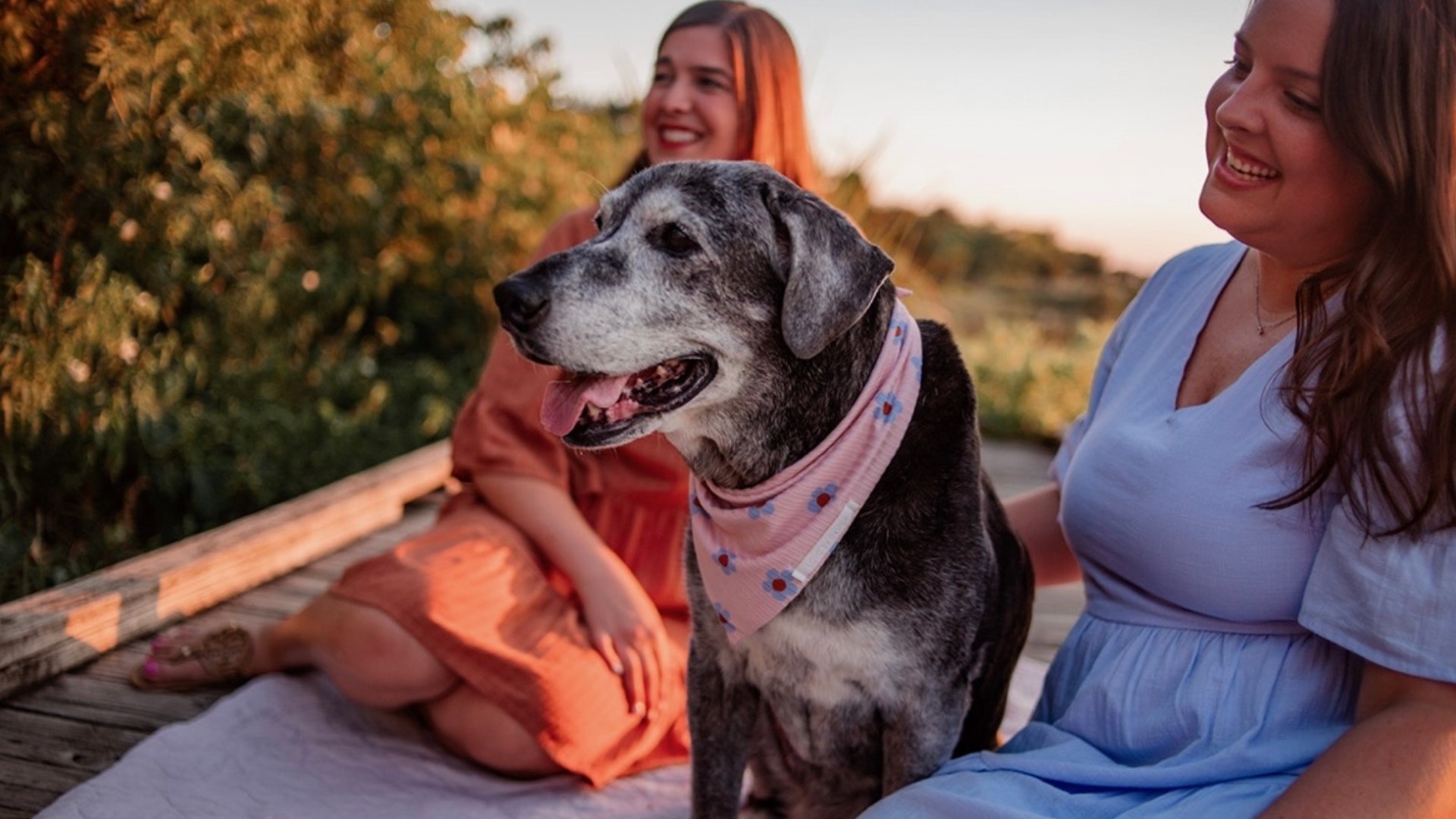 Viral Dallas, Texas dog Annie dies one day after 20th birthday(02)