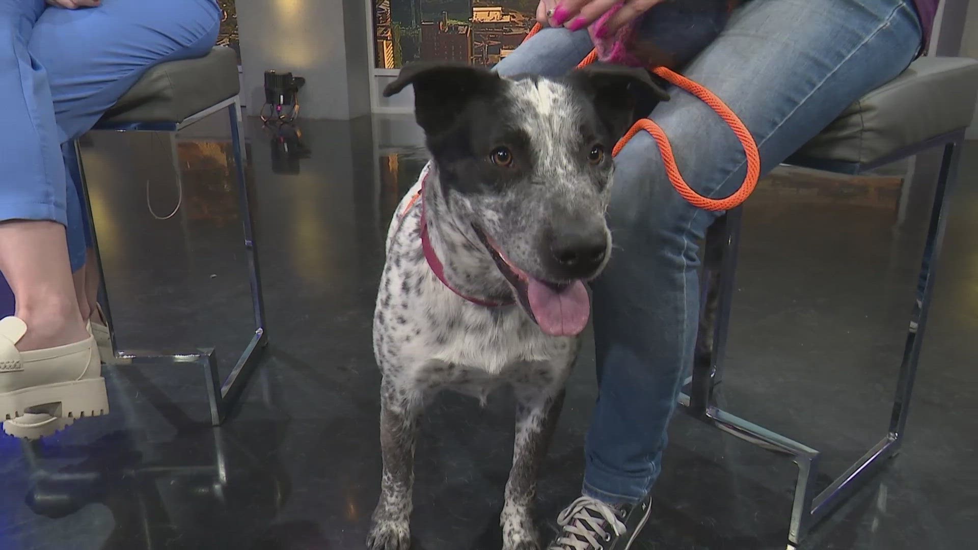Hapee is an Australian Cattle Dog mix looking for his forever home!