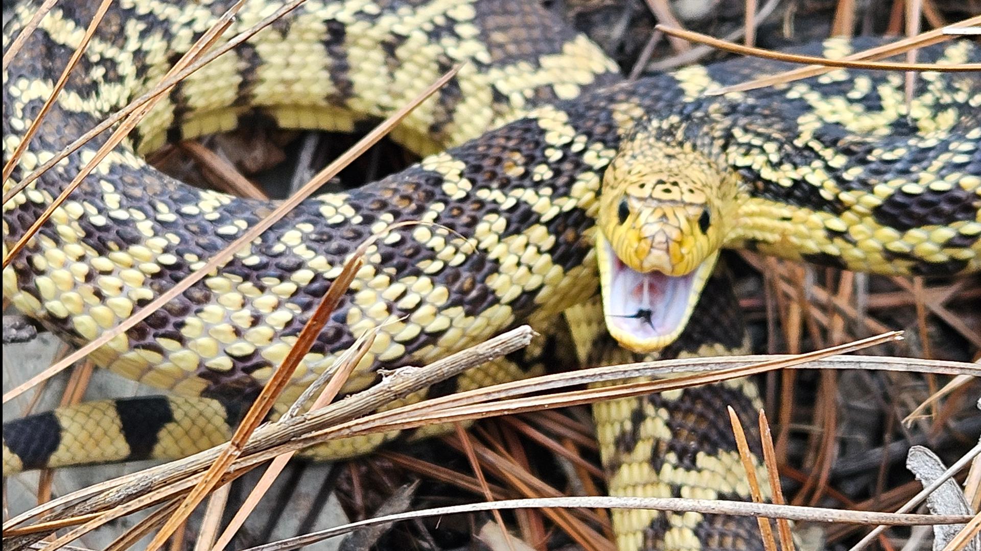 Fort Worth Zoo in Texas releases Louisiana pine snakes into wild | wfaa.com