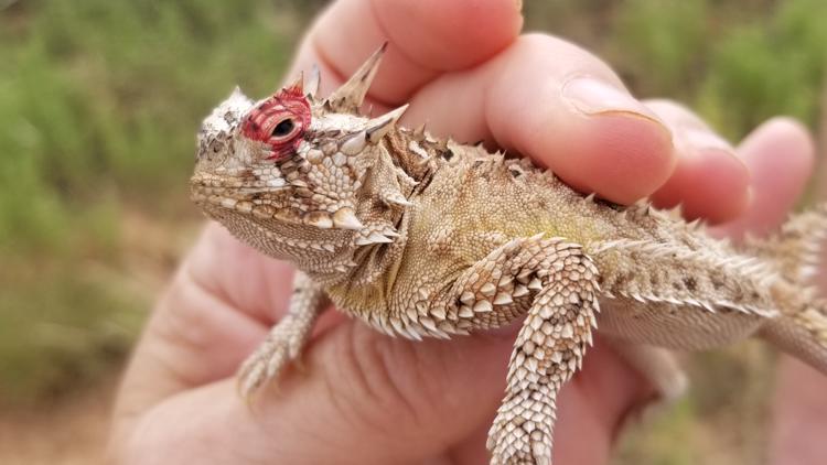 Horned Frog: Discover the Powerful Secrets of this Reptile.