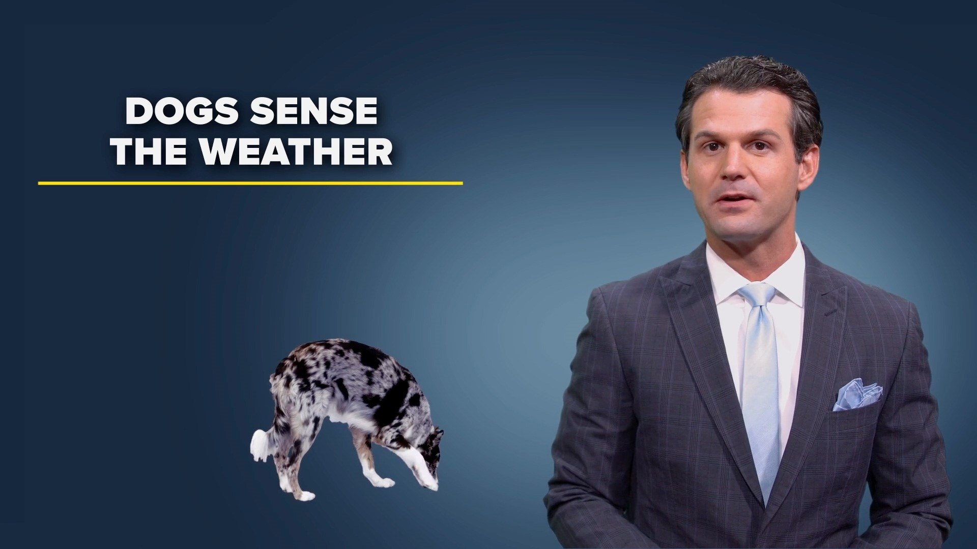 WFAA's Kyle Roberts has a fascinating WeatherMinds fact about dogs and weather.