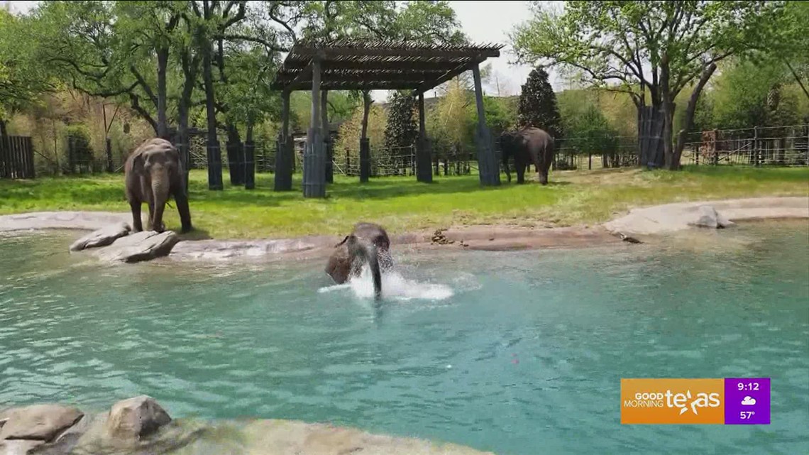 Elephant Springs, the Newest Attraction at the Fort Worth Zoo
